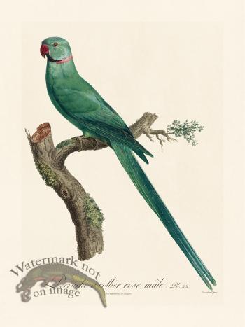 Barraband Parrot 022